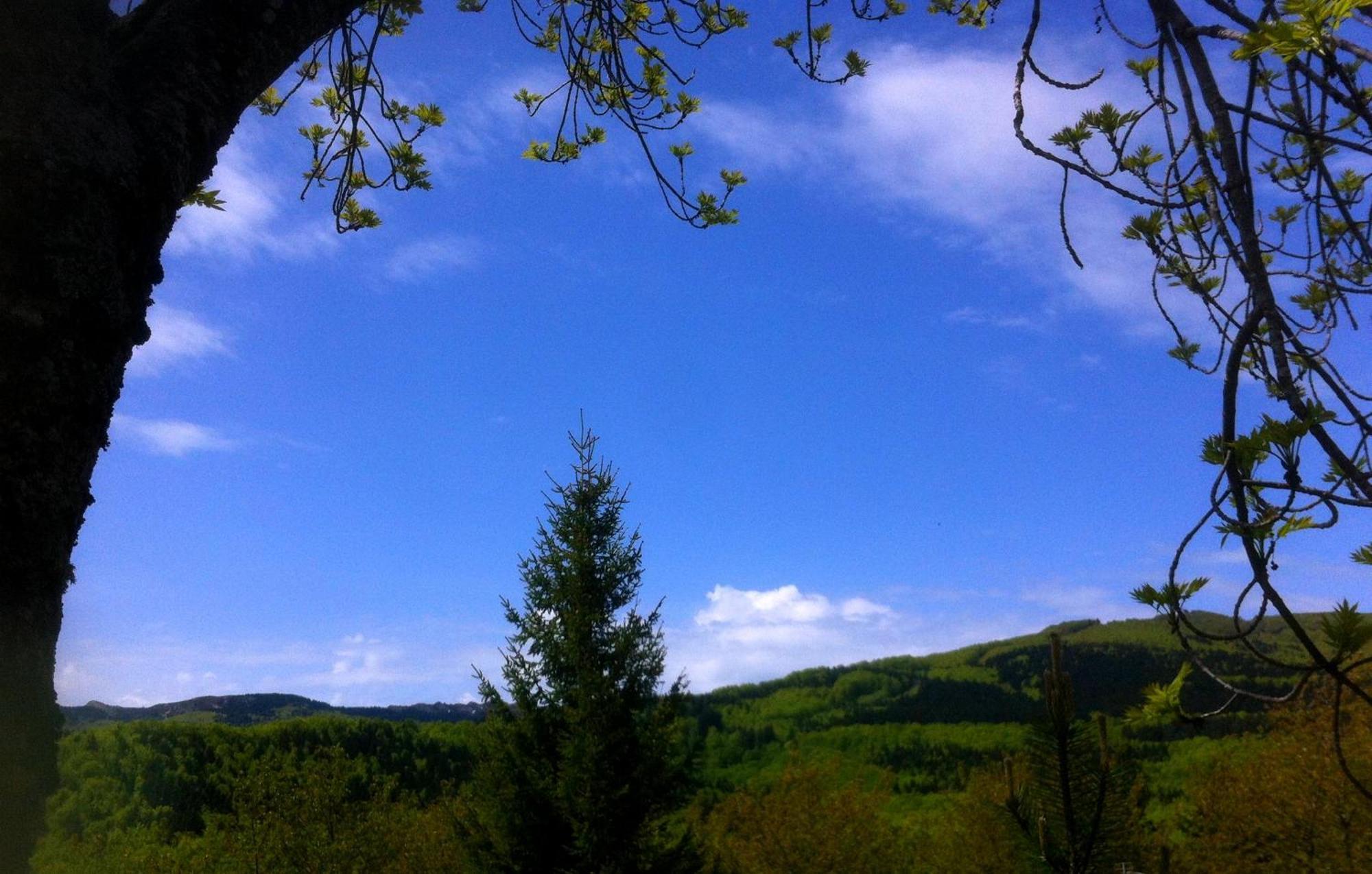 Bucaneve *